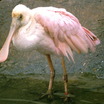 Roseate Spoonbill